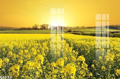 File tranh File gốc in tranh tổng hợp Q8812 (gốc) chủ đề thành phố