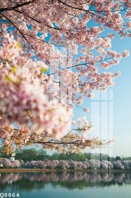 Tải file File gốc in tranh tổng hợp Q8864 (ảnh gốc) in gạch men