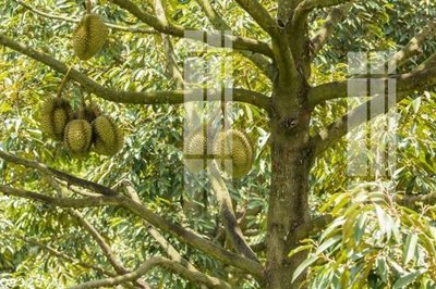 File in trần File gốc in tranh tổng hợp Q9325 (bản gốc) đại dương