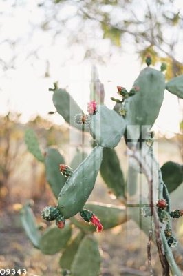 File tranh File gốc in tranh tổng hợp Q9343 (ảnh gốc) sắc nét hoàn hảo