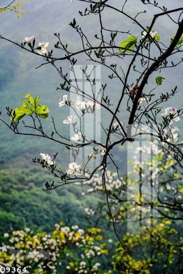 File PSD File gốc in tranh tổng hợp Q9364 (bản gốc) độ phân giải cao