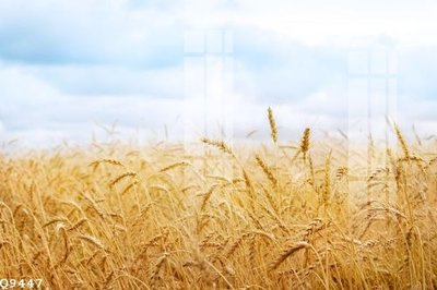 File gốc File gốc in tranh tổng hợp Q9447 (trang trí) phòng làm việc