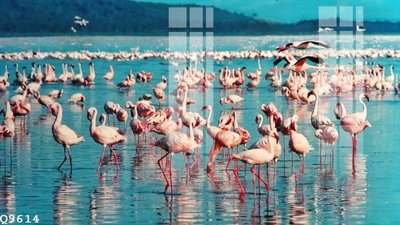 File tranh File gốc in tranh tổng hợp Q9614 (file gốc) chủ đề phong thủy