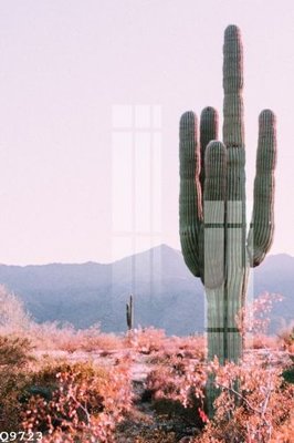 File in trần File gốc in tranh tổng hợp Q9723 (bản gốc) hoa văn