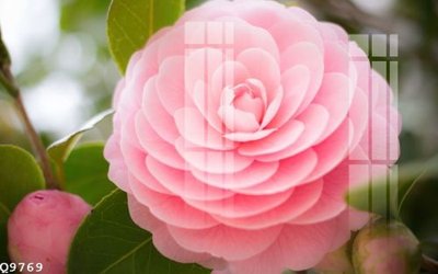 Tải file gốc File gốc in tranh tổng hợp Q9769 (bản PSD) đầy đủ layer