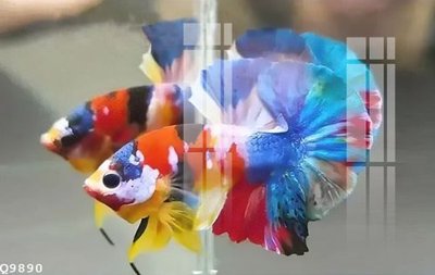 Download file tranh File gốc in tranh tổng hợp Q9890 (file gốc PSD)