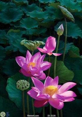 File gốc Tranh cửu ngư quần hội sen cá S130 (trang trí) phòng trẻ em