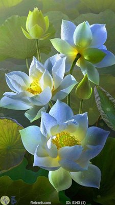 Download file ảnh gốc Tranh cửu ngư quần hội sen cá S143 để in ấn