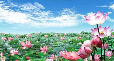 Tải file gốc Tranh cửu ngư quần hội sen cá S168 (in tráng gương) 5DFile gốc Tranh cửu ngư quần hội sen cá S168 (in ấn) phiên bản premium