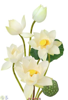 File tranh gốc Tranh cửu ngư quần hội sen cá S169 (bản quyền) độc đáo