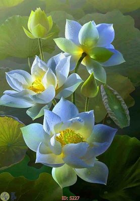 File tranh Tranh cửu ngư quần hội sen cá S227 (ảnh gốc) không bị mờ