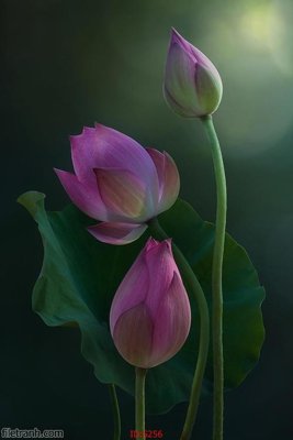 Tải file Tranh cửu ngư quần hội sen cá S256 (ảnh gốc) in tranh kính