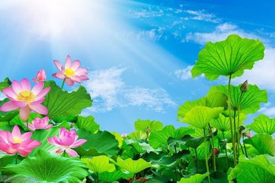 File gốc Tranh cửu ngư quần hội sen cá S266 (ảnh chi tiết) để in lụa