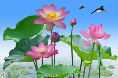 File gốc Tranh cửu ngư quần hội sen cá S3 (trang trí) phòng làm việc