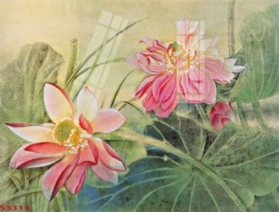 Ảnh gốc Tranh hoa sen cá cửu ngư quần hội S3311 (độ nét cao) in tráng gương