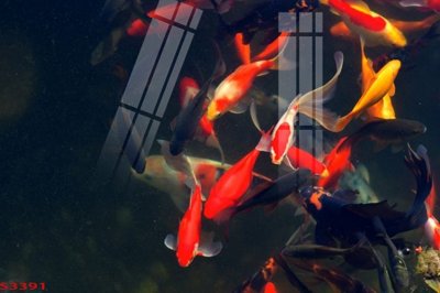 File in trần Tranh hoa sen cá cửu ngư quần hội S3391 (file gốc) hoa văn 3D