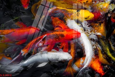 File gốc Tranh hoa sen cá cửu ngư quần hội S3392 (trang trí) phòng làm việc