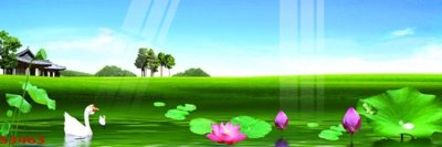 File tranh gốc Tranh hoa sen cá cửu ngư quần hội S3463 (sắc nét từng chi tiết)