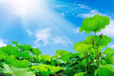 Download file gốc Tranh cửu ngư quần hội sen cá S354 (in mica) trong suốt