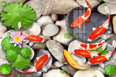 Tải file gốc Tranh hoa sen cá cửu ngư quần hội S3567 (bản PSD) chỉnh sửa được