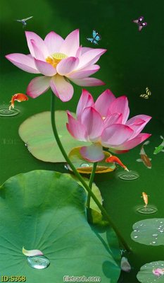 Download file Tranh cửu ngư quần hội sen cá S368 (gốc) in mica ốp bếp