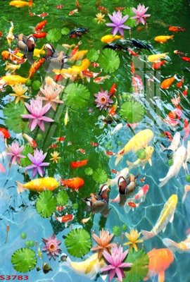 File gốc Tranh hoa sen cá cửu ngư quần hội S3783 (PNG) không nền chất lượng