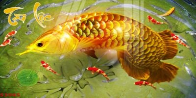 File gốc in mica Tranh hoa sen cá cửu ngư quần hội S3945 chất lượng