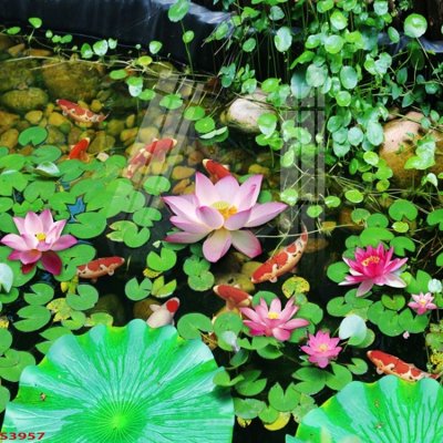 Tải file Tranh hoa sen cá cửu ngư quần hội S3957 (ảnh gốc) in tranh kính