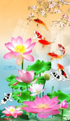 File in trần Tranh hoa sen cá cửu ngư quần hội S4037 (bản gốc) bầu trời