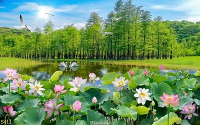 File gốc Tranh cửu ngư quần hội sen cá S411 (in lụa) trang trí tường