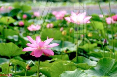 File tranh Tranh hoa sen cá cửu ngư quần hội S4125 (bản gốc) treo quán cafe