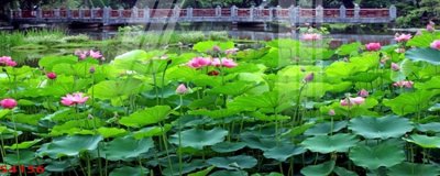 Hình ảnh file gốc Tranh hoa sen cá cửu ngư quần hội S4156 cho in UV