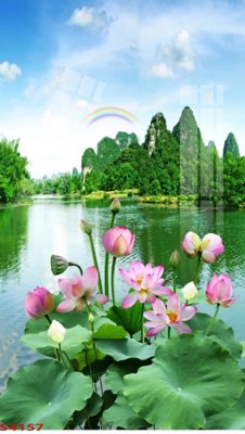 File in mica Tranh hoa sen cá cửu ngư quần hội S4157 (ảnh gốc) đẹp