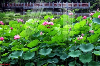 Hình ảnh gốc Tranh hoa sen cá cửu ngư quần hội S4165 (để in khổ lớn)