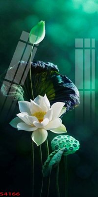 File gốc Tranh hoa sen cá cửu ngư quần hội S4166 (PNG) không nền chất lượng