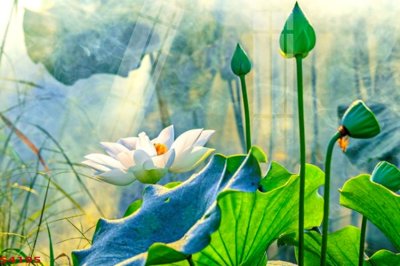 File gốc Tranh hoa sen cá cửu ngư quần hội S4195 (in 3D) nghệ thuật