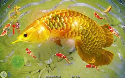 File tranh PSD Tranh cửu ngư quần hội sen cá S42 chất lượng cao