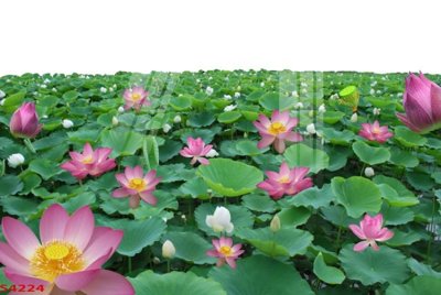 Tải file Tranh hoa sen cá cửu ngư quần hội S4224 (gốc) in ấn chất lượng