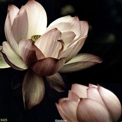 File gốc Tranh cửu ngư quần hội sen cá S425 (PNG) không nền chất lượng