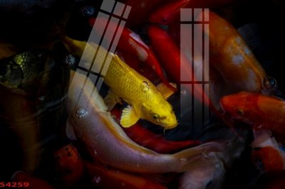 Download file Tranh hoa sen cá cửu ngư quần hội S4259 (gốc) cho xưởng in