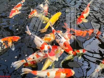 Mua file gốc Tranh hoa sen cá cửu ngư quần hội S4260 (chất lượng) tại Filetranh.com