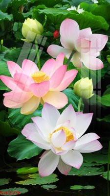 Tải file gốc Tranh hoa sen cá cửu ngư quần hội S4279 (in khổ lớn) không mờ