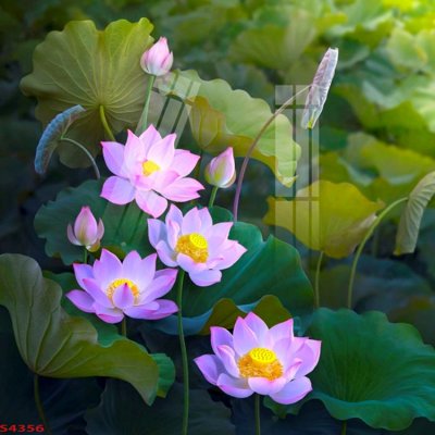 File tranh Tranh hoa sen cá cửu ngư quần hội S4356 (gốc) in film