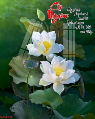 File tranh ảnh gốc Tranh hoa sen cá cửu ngư quần hội S4430 dùng cho in khổ lớn