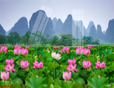 File gốc Tranh hoa sen cá cửu ngư quần hội S4432 (Filetranh.com) Tranh hoa sen cá cửu ngư quần hội S4432