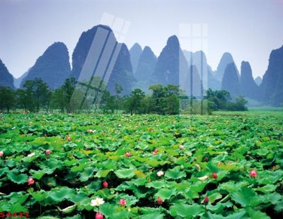 File gốc Tranh hoa sen cá cửu ngư quần hội S4433 (in 3D) nghệ thuật