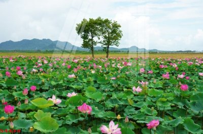 File gốc Tranh hoa sen cá cửu ngư quần hội S4434 (phiên bản chuẩn) để in ấn