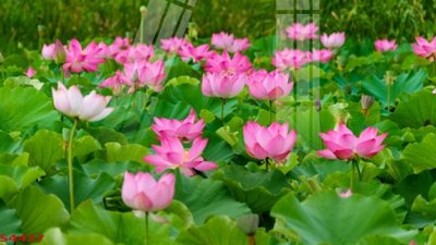 Tải file gốc Tranh hoa sen cá cửu ngư quần hội S4437 dùng cho in ấn