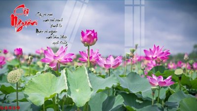 Tải file Tranh hoa sen cá cửu ngư quần hội S4439 (gốc) in nhanh