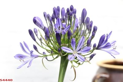 Ảnh gốc Tranh hoa sen cá cửu ngư quần hội S4440 (nét căng) in mica